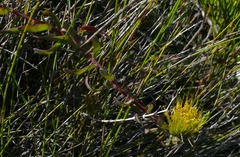 Leucospermum gracile