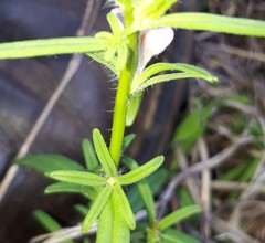 Misopates calycinum