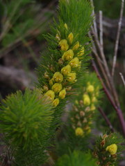 Aspalathus alopecurus