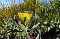 Leucospermum gracile