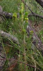 Aspalathus alopecurus