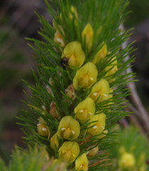 Aspalathus alopecurus