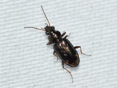Bembidion rapidum