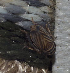 Anoscopus flavostriatus