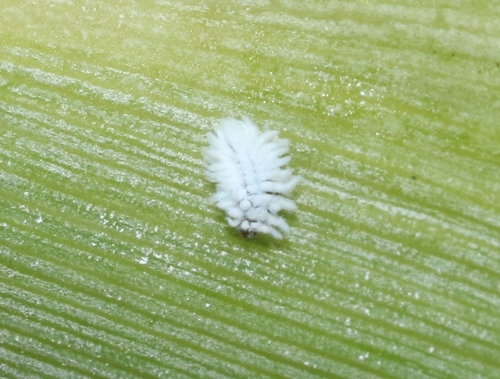 iNaturalist observation photo of Scymninae