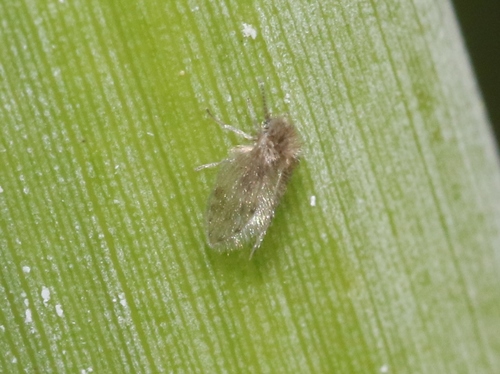 iNaturalist observation photo of Psychoda
