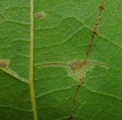 Phyllonorycter platani