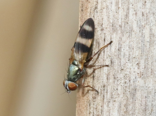 iNaturalist observation photo of Chaetopsis fulvifrons