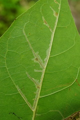 Phyllonorycter platani