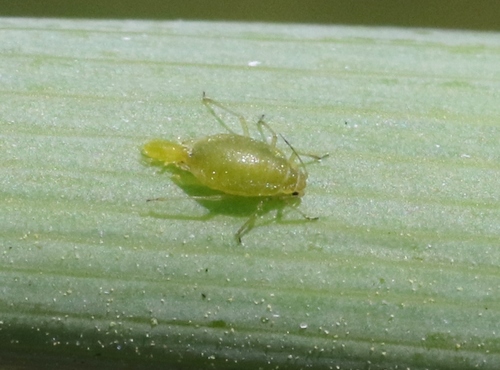 iNaturalist observation photo of Carrot Aphid