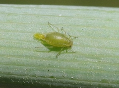 Cavariella aegopodii