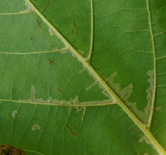 Phyllonorycter platani