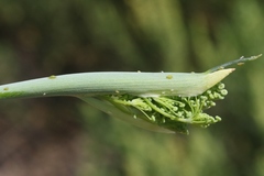 Cavariella aegopodii