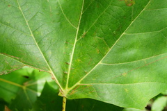 Phyllonorycter platani