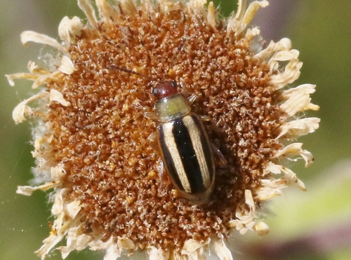 iNaturalist observation photo of Systena