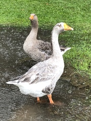 Anser anser domesticus × anser cygnoides domesticus