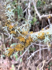 Polycauliona pollinarioides