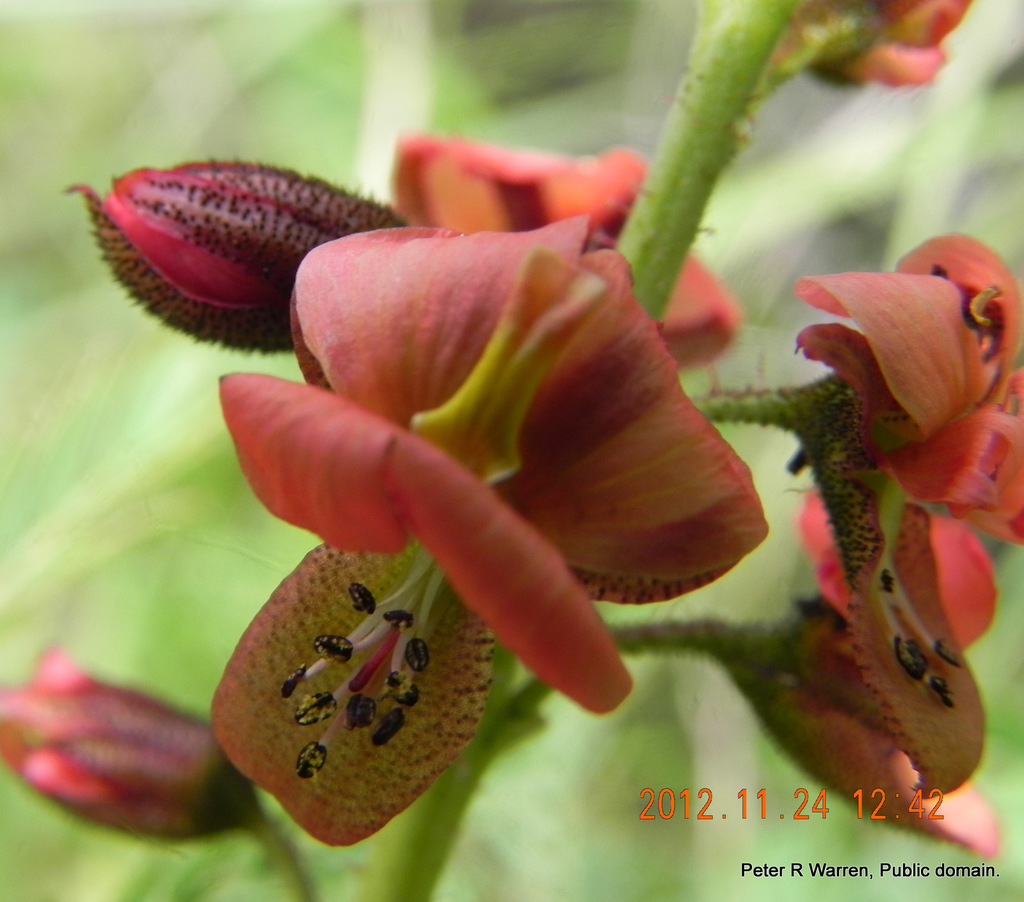Pomaria sandersonii