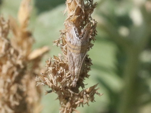 iNaturalist observation photo of Belted Grass-veneer