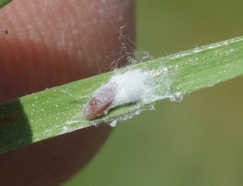 iNaturalist observation photo of Coastal Grass Mealybug