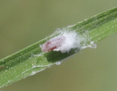 Tridiscus distichlii