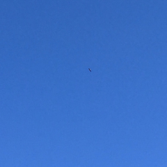 Haliaeetus leucocephalus leucocephalus