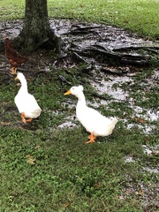 Anas platyrhynchos domesticus