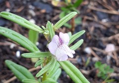 Misopates calycinum