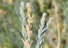 Puccinia cressae