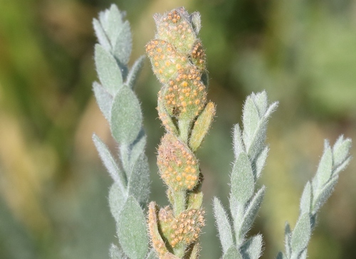 iNaturalist observation photo of alkali weed rust