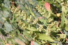 Rumex fueginus