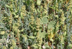 Rumex fueginus