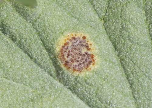 iNaturalist observation photo of Puccinia lobata