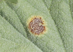 Puccinia lobata