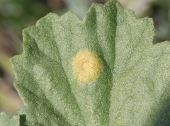 Puccinia lobata