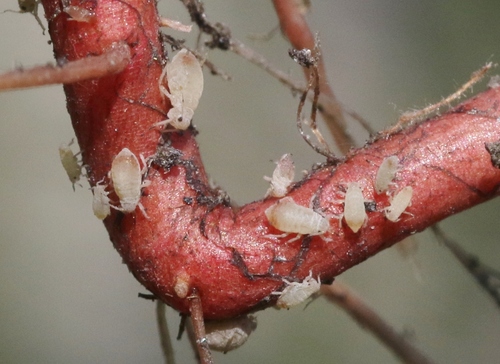 iNaturalist observation photo of apple-dock aphid