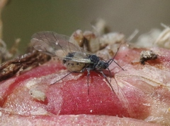 Dysaphis radicola