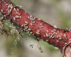Dysaphis radicola