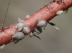 Dysaphis radicola