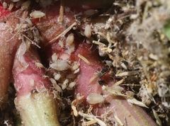 Dysaphis radicola