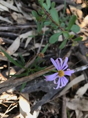 Brachyscome graminea