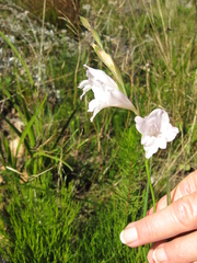 Gladiolus inflatus