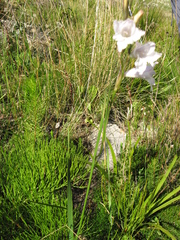 Gladiolus inflatus