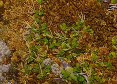 Coprosma perpusilla