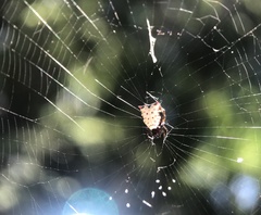 Micrathena saccata
