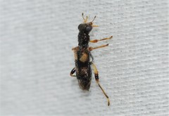 Phyllobaenus pallipennis