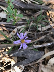 Brachyscome graminea