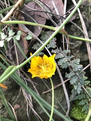 Calochortus barbatus