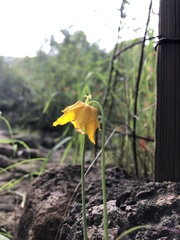 Calochortus barbatus