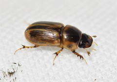 Labarrus cincticulus